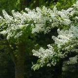 Bobice ptičje trešnje: koristi i štete